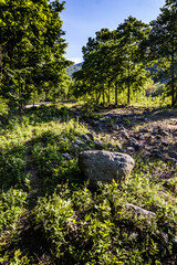 lush landscape with green trees and pastures by the mountainside in summer season