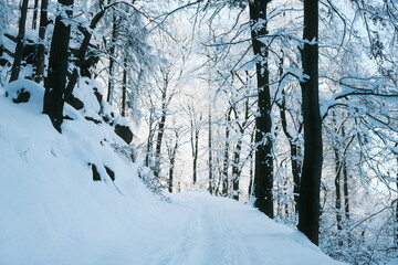 Schneewanderung durch den Harzer Wald