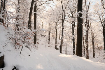 Warmer Sonnenschein im kalten Winterwald