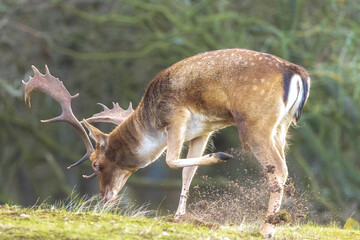 Fallow deer stag rut during Autumn season.