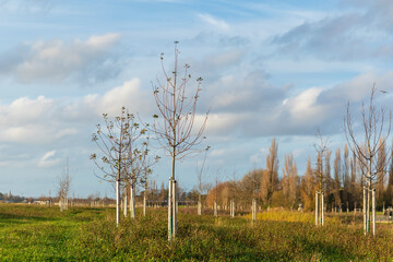 Obraz premium Planting young trees to grow a new forest