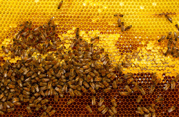 Beautiful honeycomb with bees close-up. A swarm of bees crawls through the combs collecting honey....