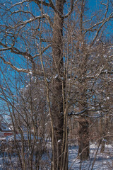 Fototapeta premium Schneebedeckte Eichen und andere Bäume im Wald