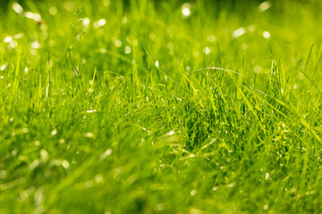 green grass background