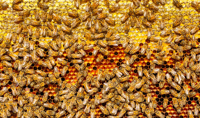 Beautiful honeycomb with bees close-up. A swarm of bees crawls through the combs collecting honey. Beekeeping, wholesome food for health.