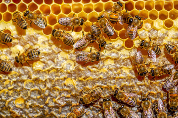 Beautiful honeycomb with bees close-up. A swarm of bees crawls through the combs collecting honey. Beekeeping, wholesome food for health.