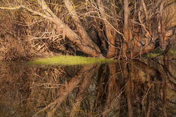 Early spring in the old park with a pond