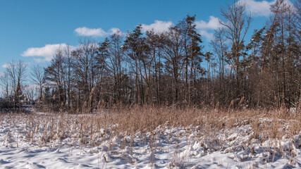 Waldlichtung mit Schilfbewuchs im Winter 