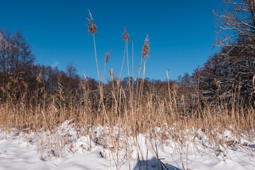 Waldlichtung mit Schilfbewuchs im Winter 
