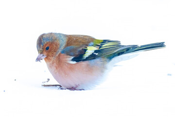 chaffinch male, Fringilla coelebs, foraging in snow, beautiful cold Winter setting