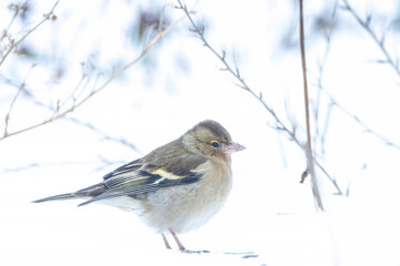 chaffinch female bird, Fringilla coelebs, foraging in snow, beautiful cold Winter setting