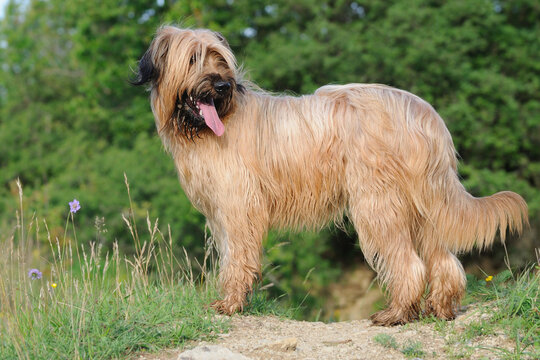 briard Brie dog in meadow outdoor