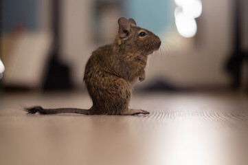 domestic rodent degu sitting on the floor