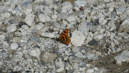 コムラサキ © lusty