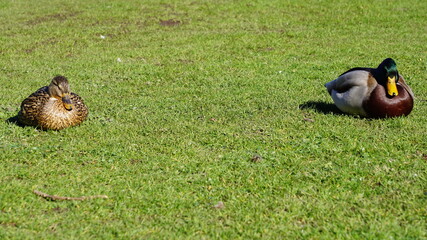 two relaxed ducks in the park at the Liselund old castle on the island Mon, Denmark, March