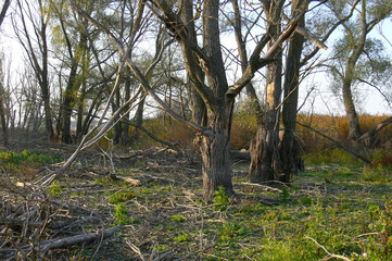 Fototapeta premium Early spring in the old park with a pond
