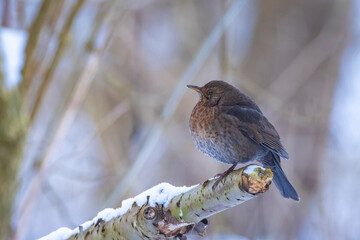 Blackbird, turdus merula, perched in snow during Winter season