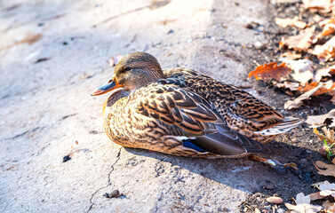Duck basking in the sun on the shore of the pond
