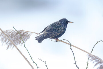 Male common starling bird Sturnus vulgaris with beautiful plumage