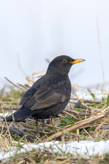 Blackbird male, Turdus merula, foraging in snow, beautiful cold Winter setting