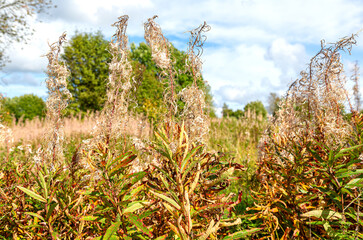 Purple Alpine fireweed. Fireweed faded after flowering