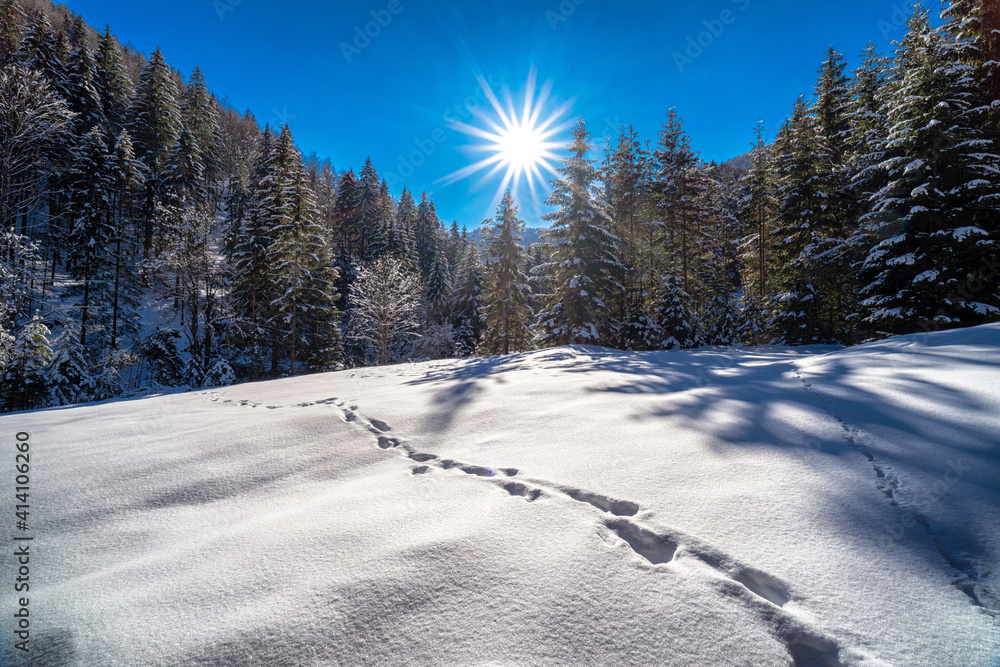 Wall mural Snowy winter forest country with footprints in the snow