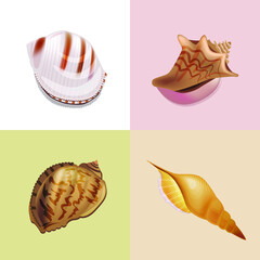 Set with different sea shells. Realistic objects.