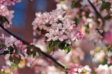 cherry tree flowers bloom