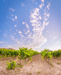 Sunrise in Ribera del Duero Vineyard