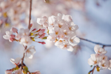 윤중로 벚꽃 축제