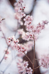 윤중로 벚꽃 축제