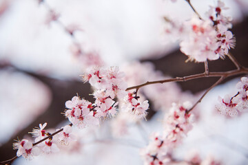 윤중로 벚꽃 축제