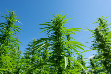 Marijuana bud on the outdoor field