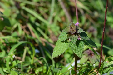 Lamium purpureum, lamier pourpre, plante sauvage comestible
