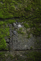 mossy wall texture