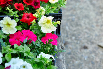 Boxes with seedlings of flowers petunia for planting outdoor.