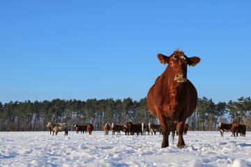 braune trächtige Färse im Vordergrund und Rinderherde im Schnee