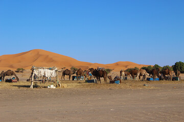 Camels waiting for a walk