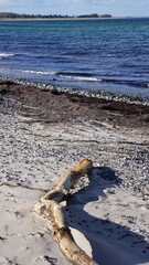a trunk on the beach of Stege on the island Mon, Denmark, March