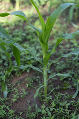 Fototapeta premium .Young green corn plant growing in morning light with dew drops, Dark tone.