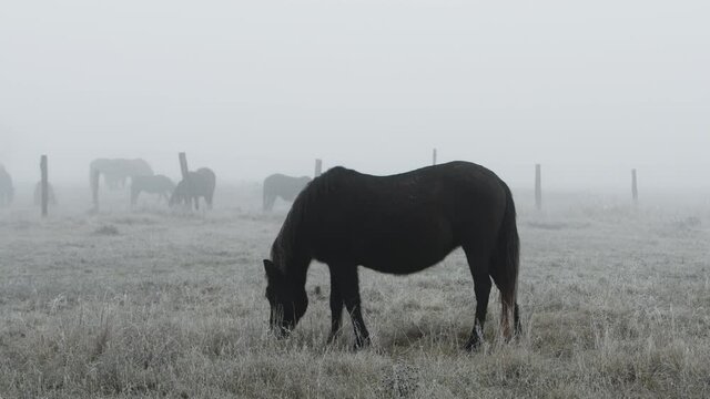 Horses graze in the frosty winter landscape.