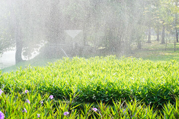 Watering the plants in the flower garden.
