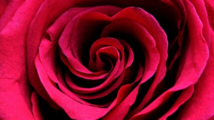 Red rose flower close up