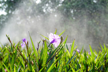 Flowers bloom while watering the plants in the morning.