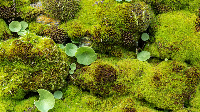 Wild moss with small plants and rock