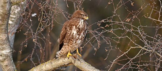 Mäusebussard (Buteo buteo) // Common buzzard 