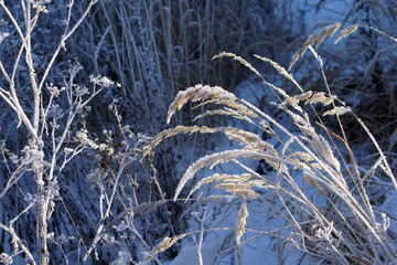 Close up of frozen pampas grass with snow and ice