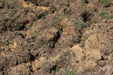 Top soil  for plants in sunny day