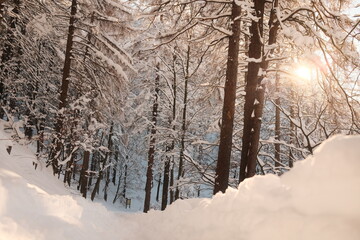 Schnee im Wald und warmer Sonnenschein
