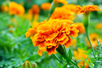 Marigold flowers bloom beautifully in the morning.